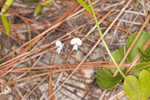 Sand ticktrefoil 